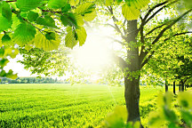 Obraz Zelený háj 1601